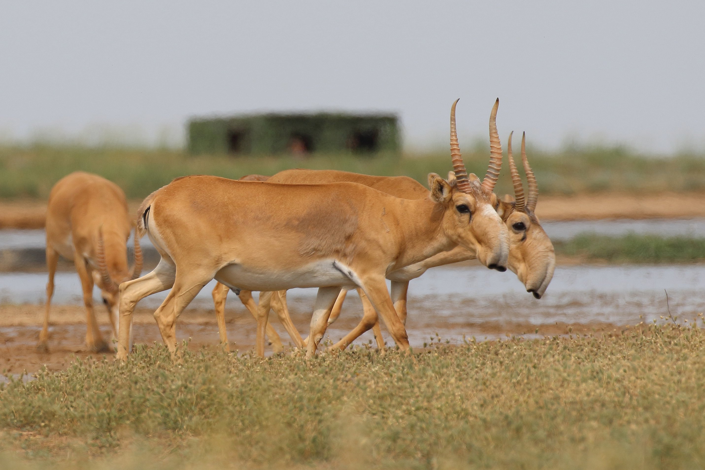 В России восстановилась популяция сайгака