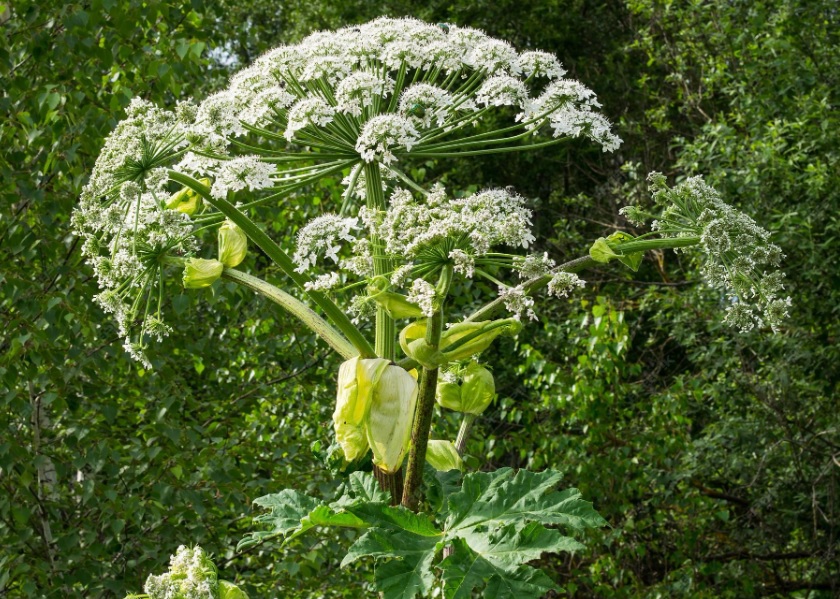 Российские ученые готовят «Черную книгу инвазивных видов растений»